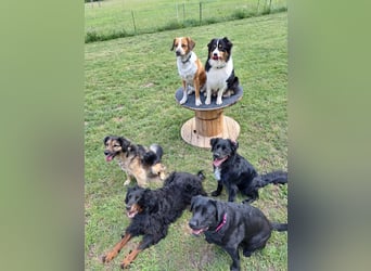 Buddy - aktiver Golden Aussie  wartet in Melle