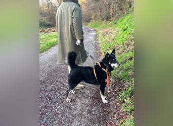 Aiko sucht ein ruhiges Zuhause mit Herz, Struktur und klarer Führung