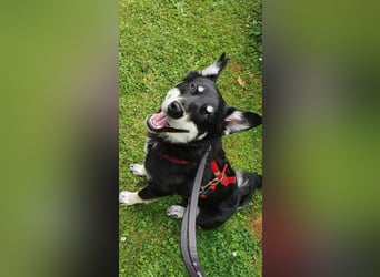 Aiko sucht ein ruhiges Zuhause mit Herz, Struktur und klarer Führung