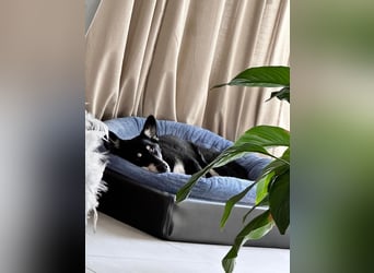 Aiko sucht ein ruhiges Zuhause mit Herz, Struktur und klarer Führung