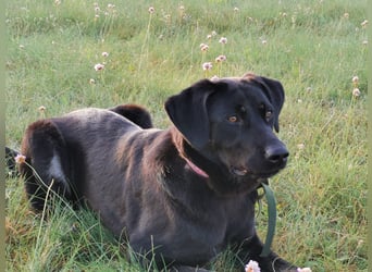 Laila – sensible Seele mit großem Herz sucht ruhiges Zuhause