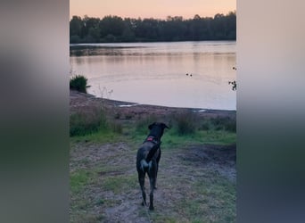 Laila – sensible Seele mit großem Herz sucht ruhiges Zuhause