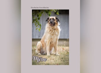 Seelenhund Mira wartet im Tierheim Forchheim auf ihr Für-Immer-Zuhause