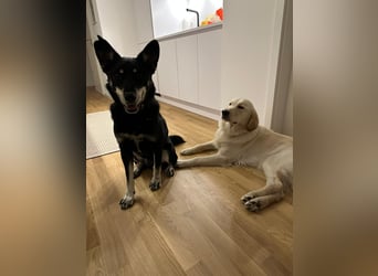 Aiko sucht ein ruhiges Zuhause mit Herz, Struktur und klarer Führung