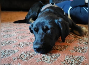 Laila – sensible Seele mit großem Herz sucht ruhiges Zuhause