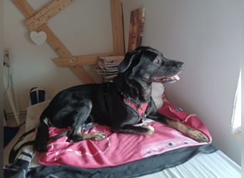 Laila – sensible Seele mit großem Herz sucht ruhiges Zuhause