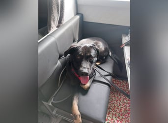 Laila – sensible Seele mit großem Herz sucht ruhiges Zuhause