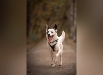 Liebevoll begleitet dich Orlando