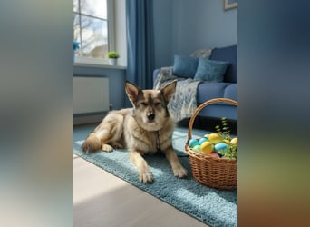 Wuschel Marta wartet auf ihre Menschen