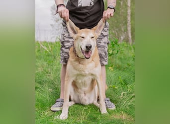 Ulan, weiches Herz wartet auf einen tollen Besitzer