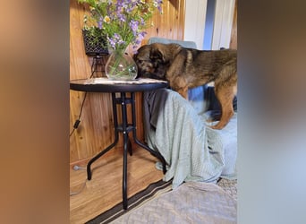 Ein Herz für Vasilisa geben Sie ihr eine Chance auf ein glückliches Leben!