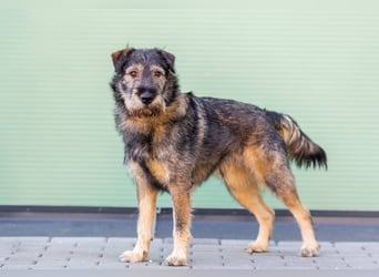 Familienhund Diver sucht...