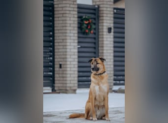 Sanftmütiger Bruno
