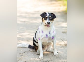 Anhänglich Loki will nach hause