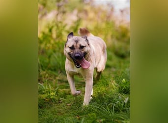 Iriska sucht liebe Menschen