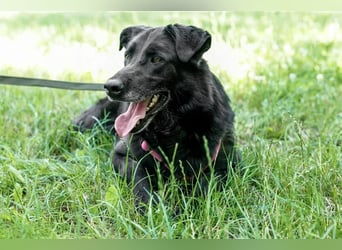 Schöne schwarze Lala sucht Traumzuhause