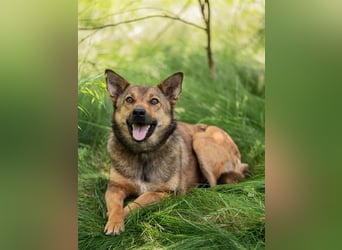 Anhängliche Nika sucht Menschen
