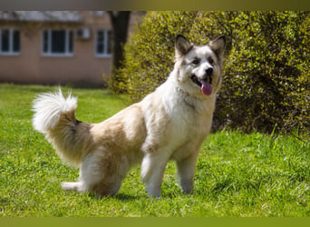 Sheila will liebe und Zuneigung