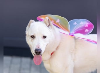 Betta ist keine Schönheit aber sie hat ein großes Herz