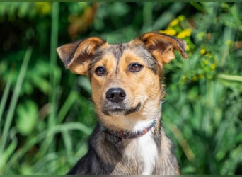 Liebevolle Betty sucht Zuhause