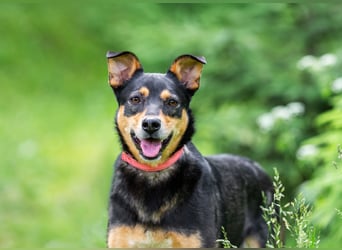 Ruhige Mulya sucht dich ...