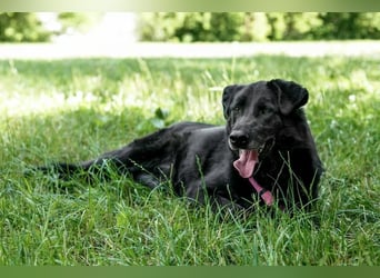 Schöne schwarze Lala sucht Traumzuhause