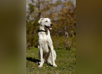 Lilit Taub durch die Welt , aber mit viel Liebe