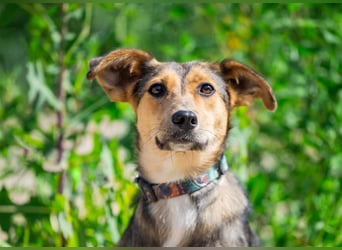 Liebevolle Betty sucht Zuhause