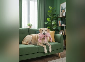 Ulan, weiches Herz wartet auf einen tollen Besitzer