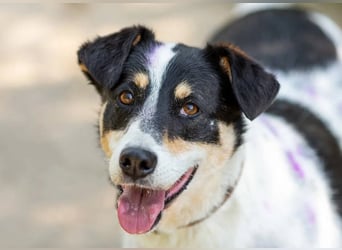 Anhänglich Loki will nach hause