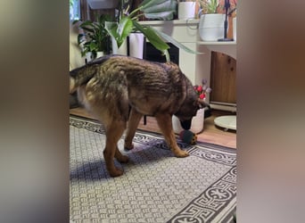 Ein Herz für Vasilisa geben Sie ihr eine Chance auf ein glückliches Leben!