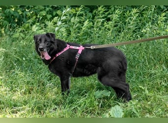 Schöne schwarze Lala sucht Traumzuhause