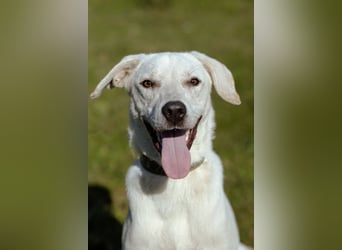 Lilit Taub durch die Welt , aber mit viel Liebe