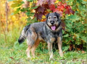 Familienhund Diver sucht...