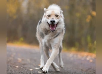 Freundlicher und aktiver Ford sucht seine Familie