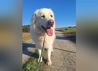 Mr. White: Ein liebevoller XXL-Teddybär sucht ein Zuhause zum Kuscheln