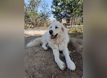 Mr. White: Ein liebevoller XXL-Teddybär sucht ein Zuhause zum Kuscheln
