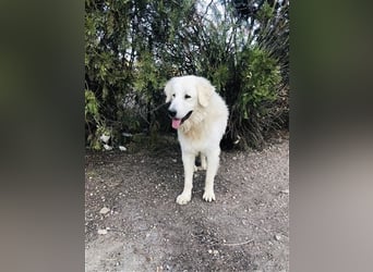 Mr. White: Ein liebevoller XXL-Teddybär sucht ein Zuhause zum Kuscheln