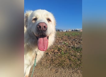 Mr. White: Ein liebevoller XXL-Teddybär sucht ein Zuhause zum Kuscheln