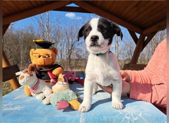 Michel, quirliger Herzensfreund, ca. 2 Monate, ca. 26 cm, ca. 5,7 kg