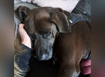 Oliver,  sanfter Schmusebär, ca. 5 Jahre, ca. 59 cm, ca. 35 kg *in 34127 Kassel*