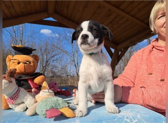 Michel, quirliger Herzensfreund, ca. 2 Monate, ca. 26 cm, ca. 5,7 kg