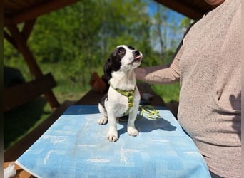 Michel, quirliger Herzensfreund, ca. 2 Monate, ca. 26 cm, ca. 5,7 kg