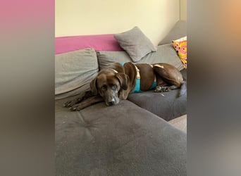 Oliver,  sanfter Schmusebär, ca. 5 Jahre, ca. 59 cm, ca. 35 kg *in 34127 Kassel*