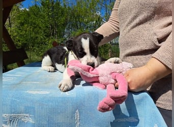 Michel, quirliger Herzensfreund, ca. 2 Monate, ca. 26 cm, ca. 5,7 kg