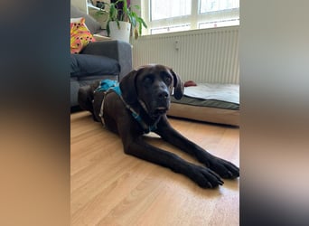 Oliver,  sanfter Schmusebär, ca. 5 Jahre, ca. 59 cm, ca. 35 kg *in 34127 Kassel*