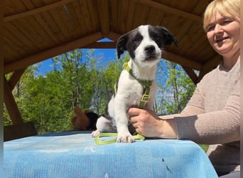 Michel, quirliger Herzensfreund, ca. 2 Monate, ca. 26 cm, ca. 5,7 kg