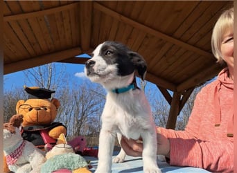 Michel, quirliger Herzensfreund, ca. 2 Monate, ca. 26 cm, ca. 5,7 kg