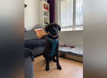 Oliver,  sanfter Schmusebär, ca. 5 Jahre, ca. 59 cm, ca. 35 kg *in 34127 Kassel*