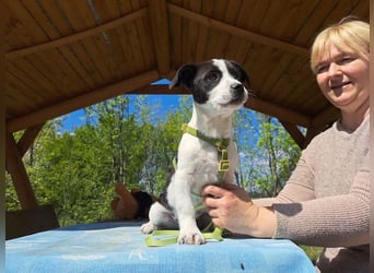 Michel, quirliger Herzensfreund, ca. 2 Monate, ca. 26 cm, ca. 5,7 kg